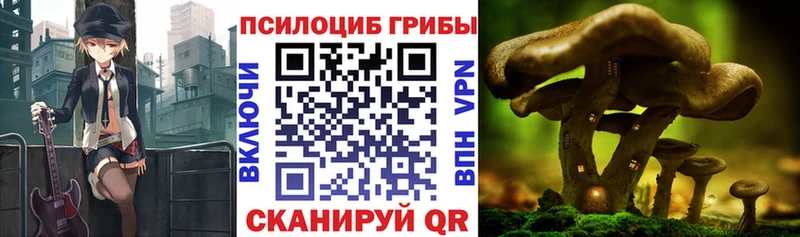 дарнет шоп  Цоци-Юрт  Псилоцибиновые грибы прущие грибы 